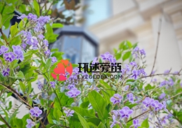 跨国情侣